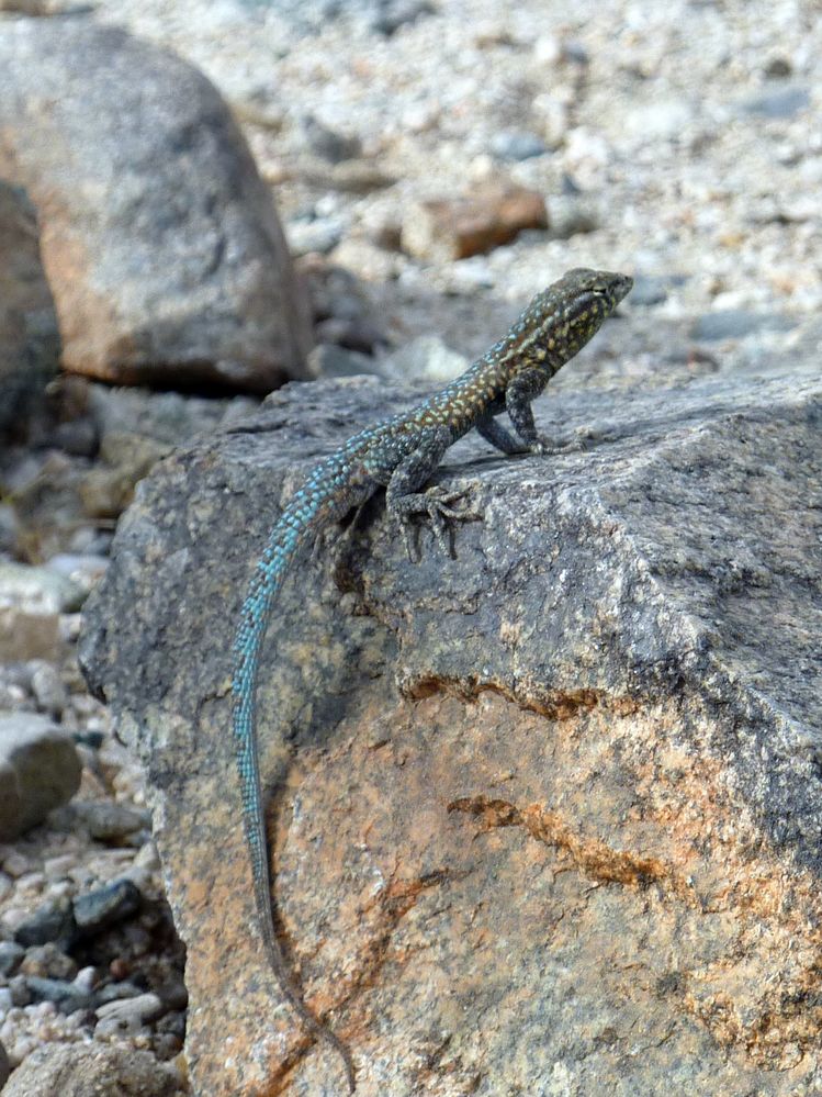 joshua tree national park (23).JPG